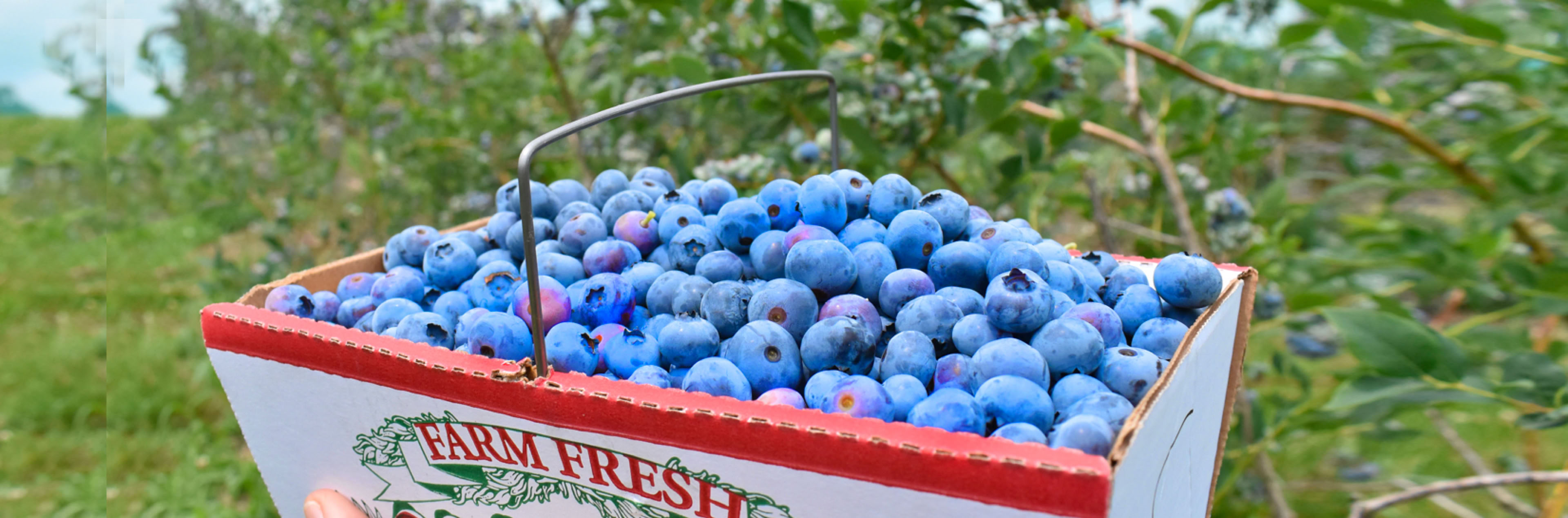 Pick Your Own Blueberry Basket