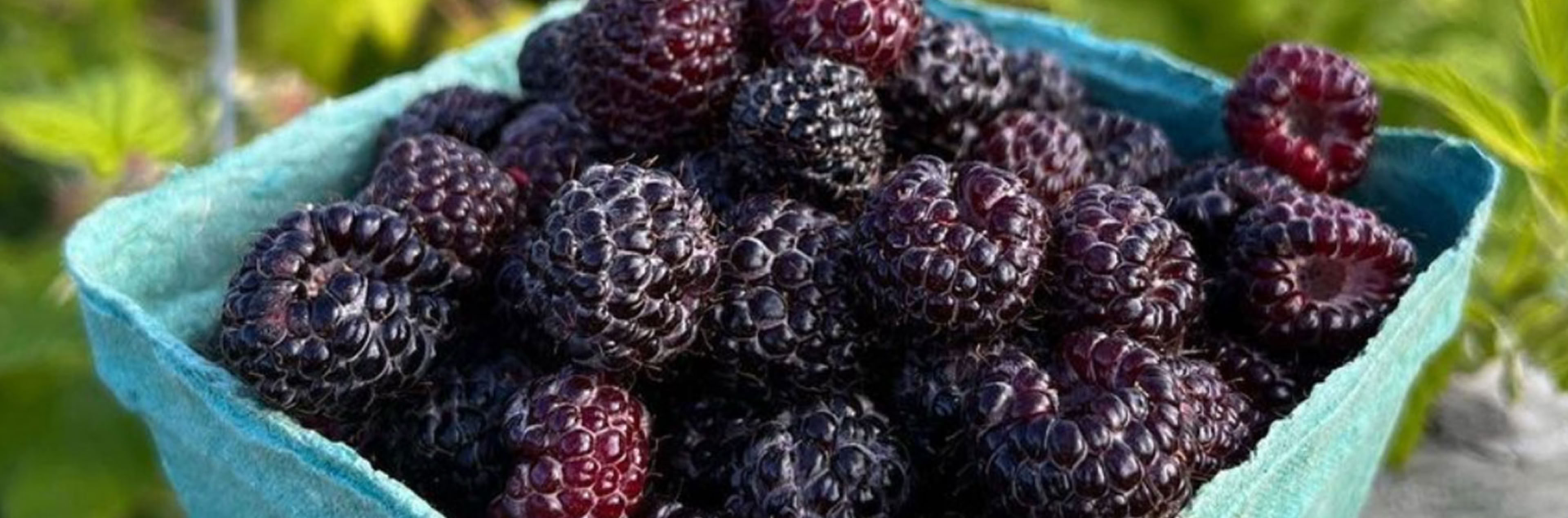 Pick Your Own Strawberry Basket